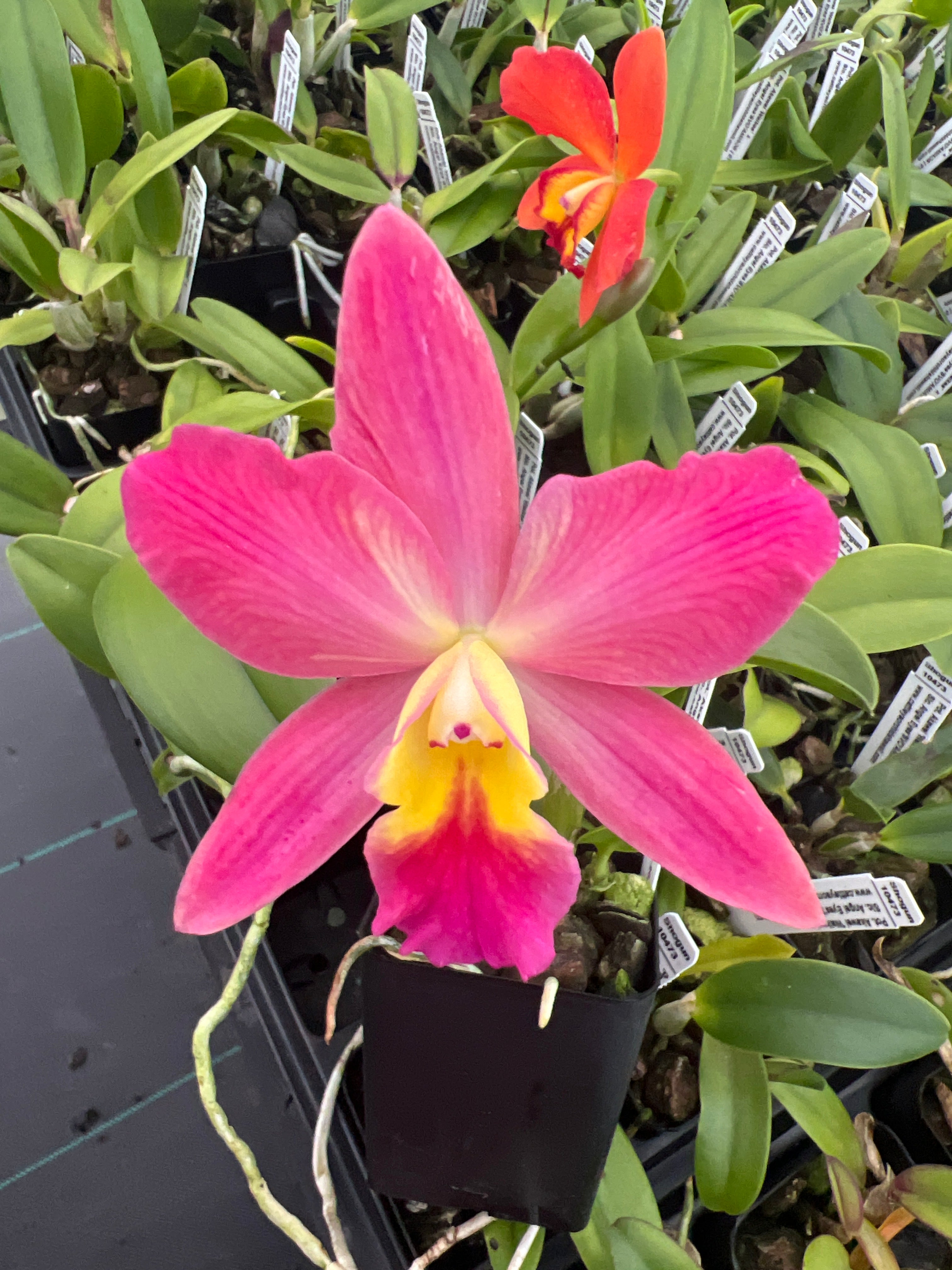 Mini Catt : Pot . Akawei 'Waikea' x Slc . Angel Eyes 'SVO