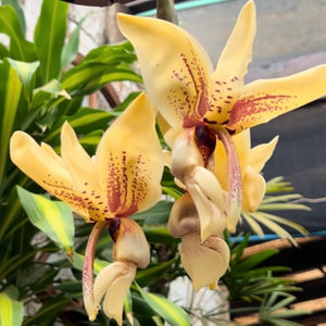 Stanhopea assidensis x nigroviolacea ‘The Predator’