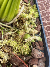 Load image into Gallery viewer, Coryanthes alborosea alba 2 spikes
