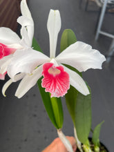 Load image into Gallery viewer, Cattleya purpurata var . carnea ‘Red Magic ‘ select

