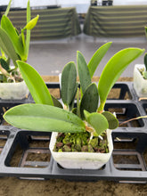 Load image into Gallery viewer, 190- Cattleya jongheana alba x sib. , multi growth plant in spike
