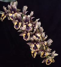 Load image into Gallery viewer, Catasetum (Ctsm .) Dark Odyssey ‘SVO and ShogunHawaii synergy ‘FCC /AOS of 90 points
