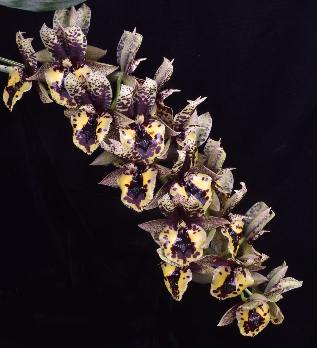 Catasetum (Ctsm .) Dark Odyssey ‘SVO and ShogunHawaii synergy ‘FCC /AOS of 90 points