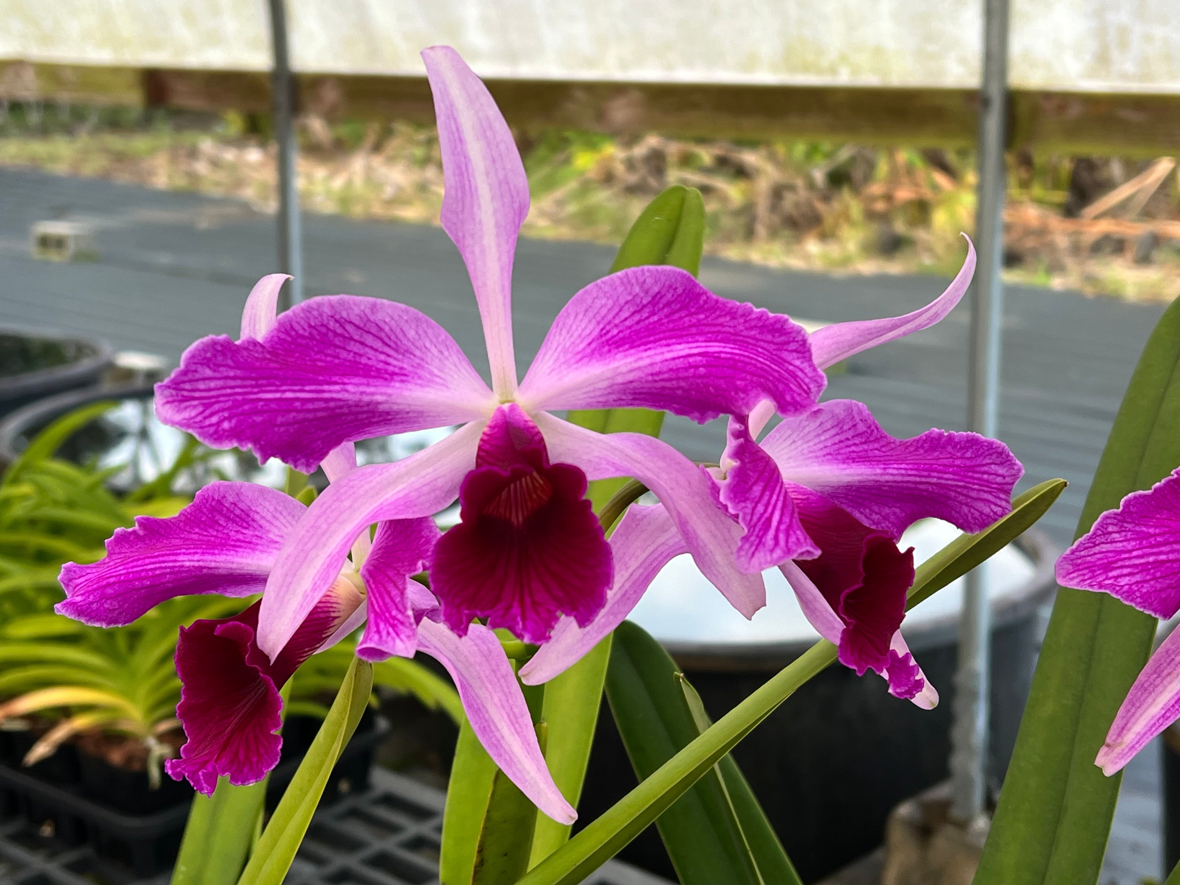 C. purpurata ( sanguínea x rubra ) x flamea in spike 06-10-24