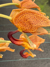 Load image into Gallery viewer, 020-Coryhopea Imaginations AM- back bulb division with three new leads
