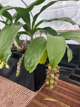 Load image into Gallery viewer, Catasetum Frilly Russ ( Frilly Doris x rissellianum ) in double spike
