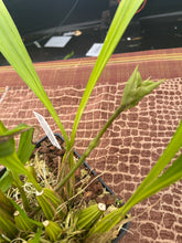 Load image into Gallery viewer, Coryanthes elegantinum 3 spikes
