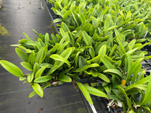 Load image into Gallery viewer, Rlc . Shinaphat Cosmo , clone plug tray ready
