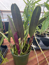 Load image into Gallery viewer, Cattleya species perinii x self , mature plants
