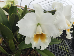 511- C. Taida Eagle Eye ‘White Angel ‘FCC