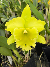 Load image into Gallery viewer, Rlc . Siam Paradise x Rlc . Ports of Paradise , seedlings in sheath with buds !
