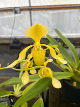 Load image into Gallery viewer, Paphiopedilum lowii album ‘ Hilo gold ‘ x ‘Easter ‘

