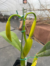 Load image into Gallery viewer, A6- Cattleya tenebrosa fma aurea ‘Walton Grange ‘ FCC xself , three bulb and in spike l
