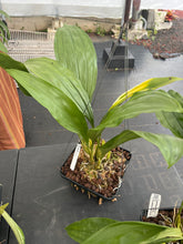 Load image into Gallery viewer, Coryhopea Imaginations AM/AOS, original divisions
