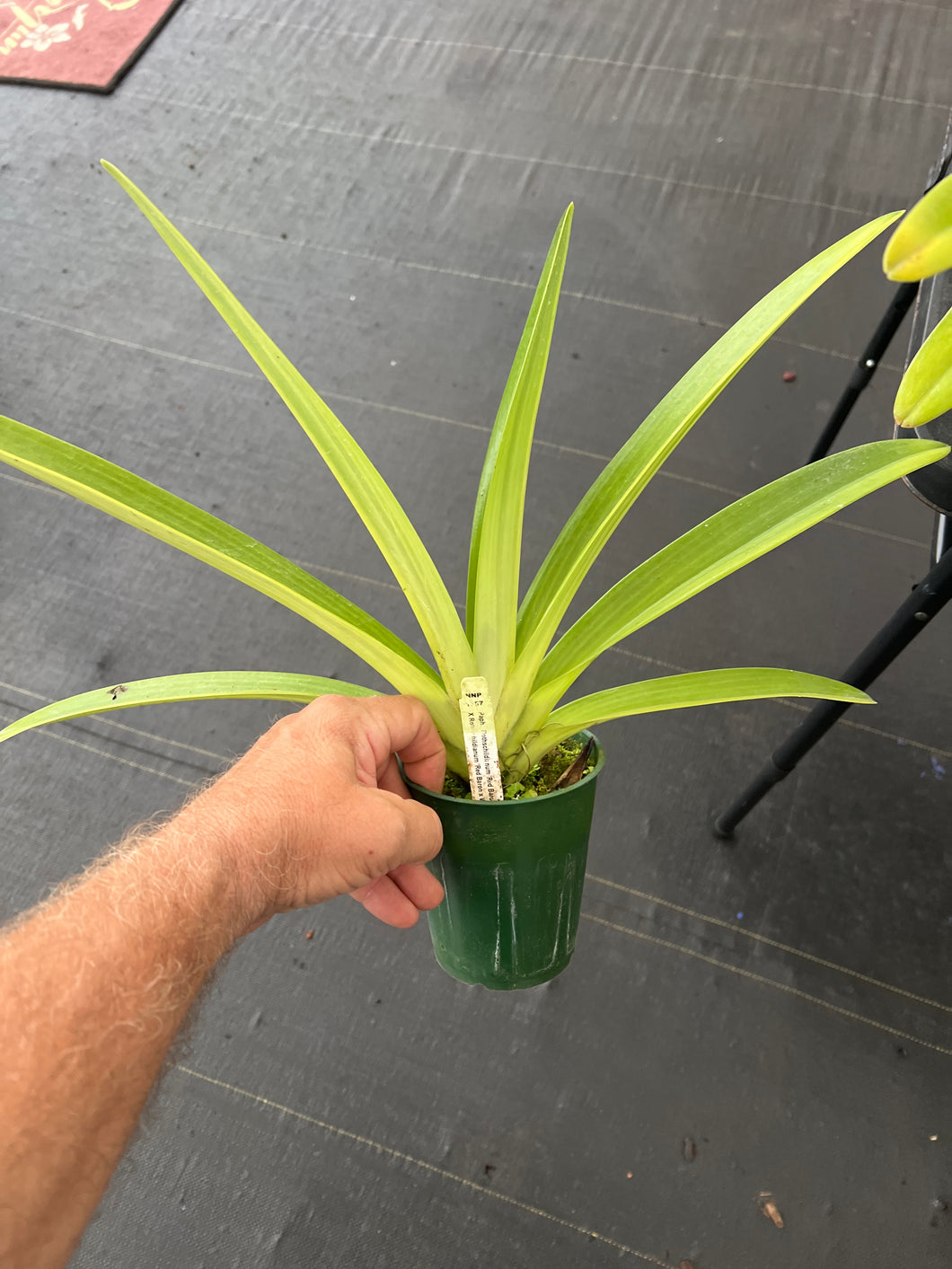 Paphiopedilum rothschildianum (‘Jungle selected’x ‘Atlantis ‘ )x ( ‘Red Baron ‘ x ‘ Wide Horizon ‘)