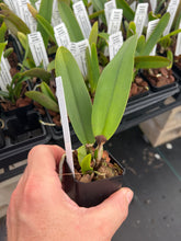 Load image into Gallery viewer, C . Hardyana s/a x warscewiczii s/a ‘Kathleen ‘, 2.25” pots blooming
