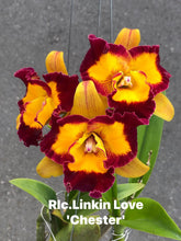 Load image into Gallery viewer, Rlc . Link in Love ‘Chester ‘, plug tray 72
