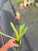 Load image into Gallery viewer, A2- Paph . Lady Isobel SH1782
