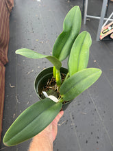 Load image into Gallery viewer, C . Bonanza Queen ‘Panamint ‘AM/AOS, rare heirloom division , mature plants
