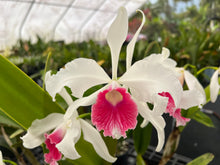 Load image into Gallery viewer, Orchid flask : C. purpurata carnea ‘Splendid’ x ‘Red Baron ‘
