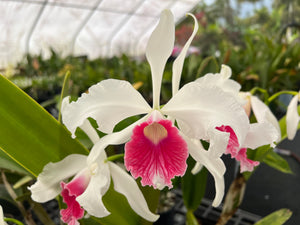 Orchid flask : C. purpurata carnea ‘Splendid’ x ‘Red Baron ‘