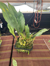 Load image into Gallery viewer, Aciopea Golden emperor, not yet awarded seedlings

