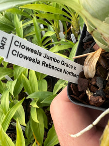 Clowesia Jumbo  Grace x Cl. Rebecca Northern