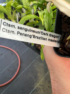 Catasetum Jumbo Carnival ( Ctsm. sanguineum x Penang)