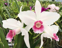 Load image into Gallery viewer, Cattleya purpurata fma carnea ‘Sao Paulo ‘ x self
