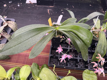 Load image into Gallery viewer, Phalaenopsis mariae x sib ., in spike awesome
