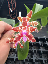 Load image into Gallery viewer, Phalaenopsis mariae x sib ., in spike awesome
