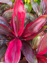 Load image into Gallery viewer, Cordyline terminalis ‘ Lava flow’
