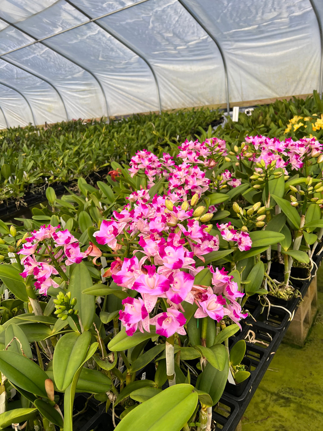 C. Monte elegante ‘ Hsin Pu ‘