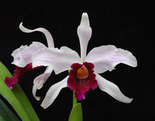 Load image into Gallery viewer, Cattleya purpurata var . ‘Cindarosa ‘ HCC , original virus free division
