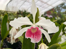 Load image into Gallery viewer, Orchid flask : C . purpurata carnea ‘Magenta Rose ‘ x ‘Pink Flamingo ‘
