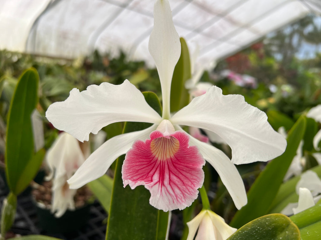 Orchid flask : C . purpurata carnea ‘Magenta Rose ‘ x ‘Pink Flamingo ‘
