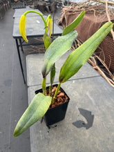 Load image into Gallery viewer, A 9- C . tenebrosa aurea ‘Walton Grange ‘ FCC x self  in bud
