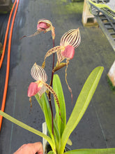 Load image into Gallery viewer, A14- Paph . Lady Isobel SH1786
