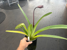 Load image into Gallery viewer, Paphiopedilum Woessner Black Wings
