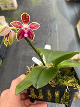 Load image into Gallery viewer, Phalaenopsis Corningana ‘Big tree ‘
