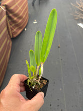 Load image into Gallery viewer, C . purpurata f . werkhauseri striata x sib .
