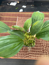 Load image into Gallery viewer, Aciopea Golden emperor, not yet awarded seedlings
