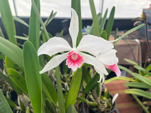 Load image into Gallery viewer, Cattleya (C.) purpurata var . carnea with open blooms
