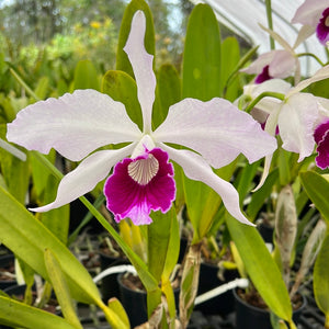 C. purpurata s/a ‘Cindarosa’ AM x self #1, F1 generation blush pink with carmine lip, IN SPIKE