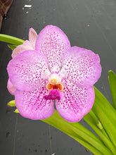 Load image into Gallery viewer, Vanda Somsri Velvet x Gordon Dillon

