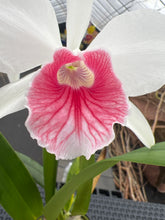 Load image into Gallery viewer, Cattleya (C.) purpurata fma carnea ‘Coral Reef ‘, select excellent shape
