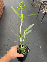 Load image into Gallery viewer, C. Tigrina fma alba ‘Too good ‘ x self  in spike

