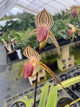 Load image into Gallery viewer, A11- Paph . Lady Isobel SH1786

