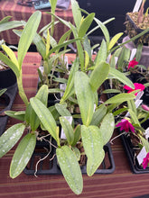 Load image into Gallery viewer, C. bowringiana v. coerulea ‘Blue Angel ‘HCC x self , treated
