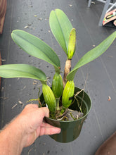 Load image into Gallery viewer, C . Bonanza Queen ‘Panamint ‘AM/AOS, rare heirloom division , mature plants
